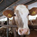 Kurban Bayramı öncesi kritik karar! Kurallar tek tek açıklandı, cezalar belli oldu